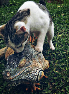 Kucing Kucing Ini Sangat Akrab Dengan Iguana