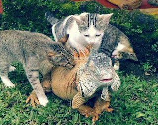 Kucing Kucing Ini Sangat Akrab Dengan Iguana