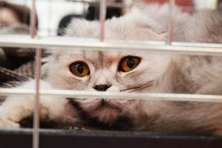 Kenapa Kucing Mengeong Terus di dalam kandang