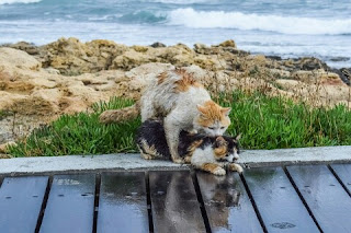 Alasan Kenapa Kucing Mengeong Terus di malam hari