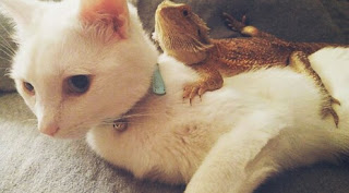 Kucing dan iguana lucu