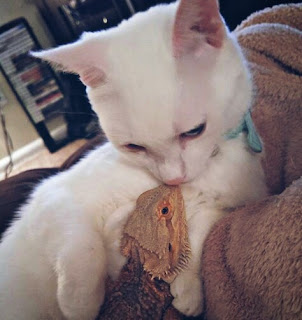 Kucing dan iguana lucu