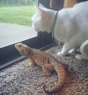 Kucing dan iguana lucu