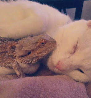 Kucing dan iguana lucu