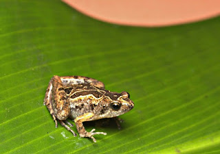 Makanan Ikan Oscar Cepat Besar