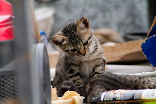 Manfaat Memelihara Kucing Menurut Agama Islam