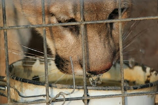 Penyebab dan cara mengatasi kucing stres