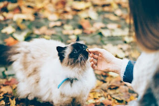 Cara Menangani Kucing Sedang Stres