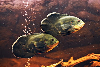 Perbedaan Ikan Oscar Jantan dan Betina