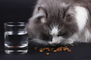 Cara Memberi Makan Kucing Ras Anggora dan Persia