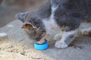 Cara Memberi Makan Kucing Sakit