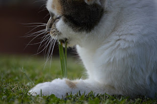 Penyebab dan Cara Mengobati Kucing Mencret Secara Alami