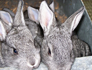 Jenis Kelinci Hias American Chinchilla