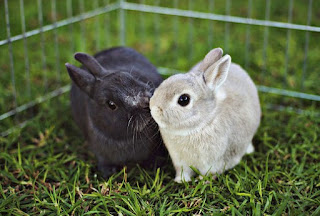 Kelinci Netherland Dwarf