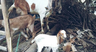 Induk Kambing yang Tidak Mau Menyusui Anaknya