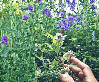 Rumput alfalfa untuk makan kelinci