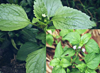 Rumput Pakan Kelinci yang Bagus