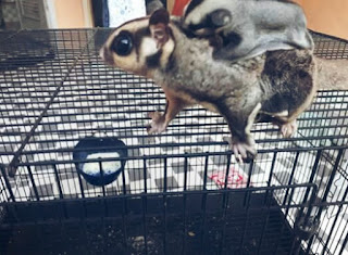 Ciri Ciri Penyebab dan Cara Mengatasi Sugar Glider Stres