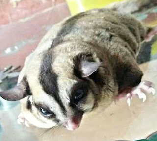 Ciri Ciri Penyebab dan Cara Mengatasi Sugar Glider Stres