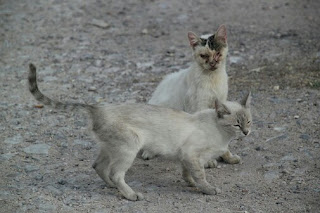 tanda tanda kucing sakit dan cara mengatasinya