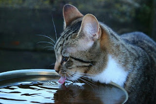 tanda tanda kucing yang sakit