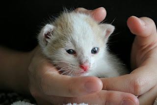 Agar Induk Kucing Mau Menyusui Anaknya