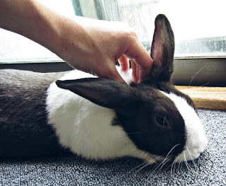 cara melatih kelinci agar nurut