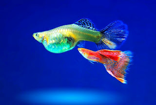 Ikan Hias Aquarium Mini Guppy