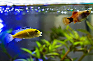 Ikan Hias Aquarium Mini Lemon