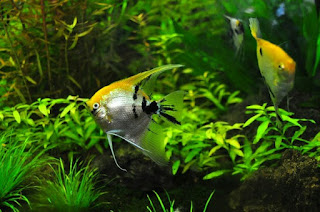 Ikan Hias Aquarium Mini Manfish atau Layang Layang