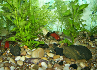 Ikan Hias Aquarium Mini Molly