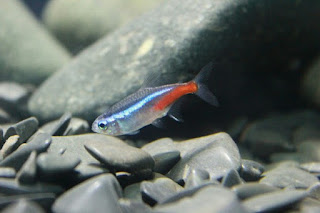 Ikan Hias Aquarium Mini Neon Tetra