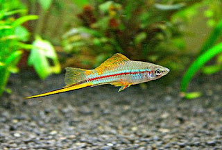 Ikan Hias Aquarium Mini Pedang atau Swordtail