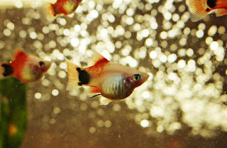 Ikan Hias Aquarium Mini Platy