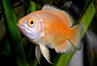 Jenis Ikan Oscar dan Harganya, Oscar Albino Red