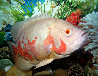 Jenis Ikan Oscar dan Harganya, Oscar Albino Tiger