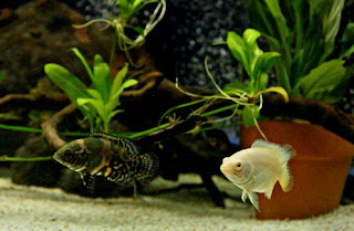 Jenis Ikan Oscar dan Harganya, Oscar Albino