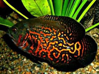 Jenis Ikan Oscar dan Harganya, Oscar Batik