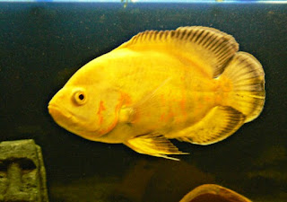 Jenis Ikan Oscar dan Harganya, Oscar Lemon