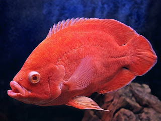 Jenis Ikan Oscar dan Harganya, Oscar Super Red