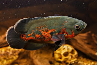 Jenis Ikan Oscar dan Harganya, Oscar Tiger