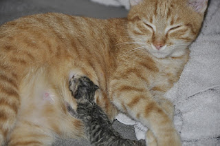 Susu untuk Anak Kucing Baru Lahir