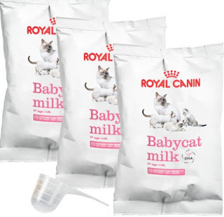 Susu yang Cocok untuk Anak Kucing Baru Lahir