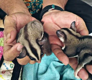 Tips Membawa Binatang Sugar Glider Perjalanan Jauh Biar Aman