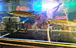 Perbedaan Ikan Aligator Jantan dan Betina 