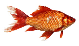 Cara Memelihara Ikan Hias Yang Benar Panduan Lengkap Khusus Pemula