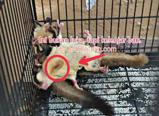 Cara Menghilangkan Bau Sugar Glider