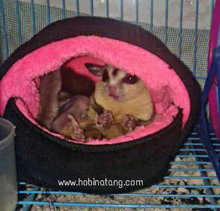 Cara Merawat Sugar Glider Hamil Sedang In Pouch