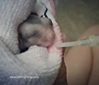 Cara Merawat Sugar Glider Hamil Sedang In Pouch