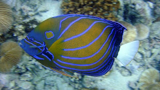 Jenis Ikan Hias Air Laut Angel Fish